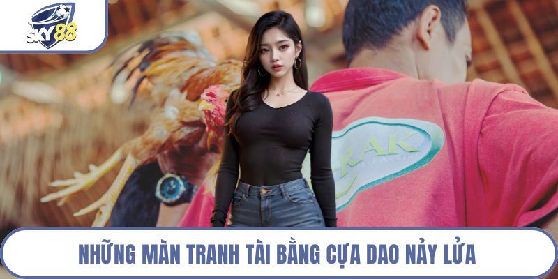Những màn tranh tài bằng cựa dao nảy lửa 