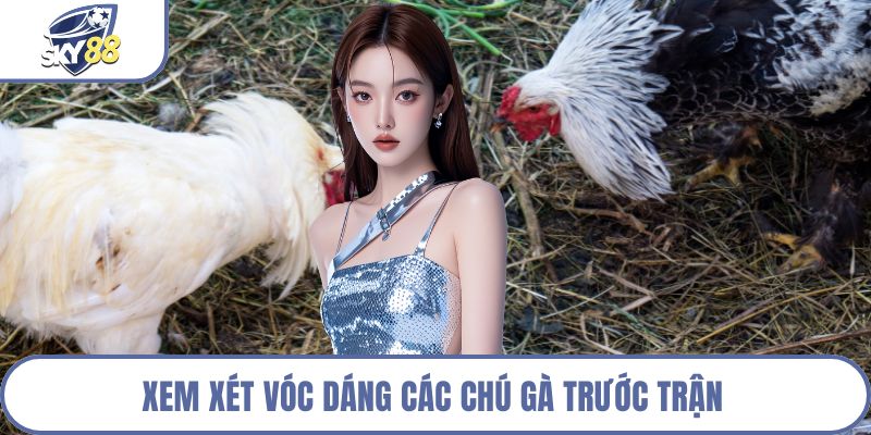 Xem xét vóc dáng các chú gà trước trận 